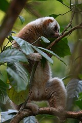 Fototapeta premium koala in tree