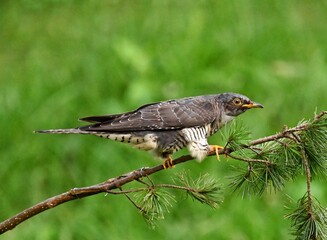 birds in the wildlife