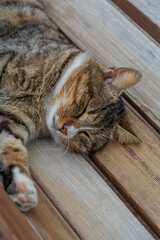 A relaxed tabby cat with white paws lounges comfortably on a wooden bench, basking in the warmth and tranquility of its surroundings.