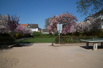 Fr&uuml;hling am Asbergplatz, Spielplatz, Gr&uuml;nfl&auml;che, Kirschbl&uuml;ten, S&uuml;lz, 2025