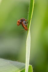 colorado potato beetle