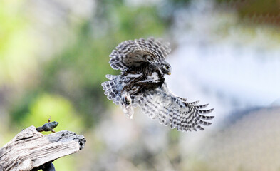 butterfly on a branch