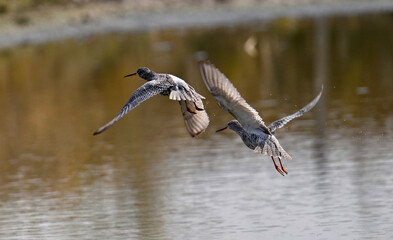 birds in the wildlife