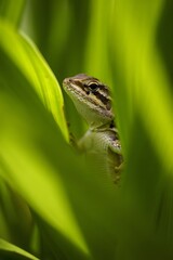Obraz premium A captivating macro shot showcases a small lizard nestled amidst vibrant green foliage, its gaze alert and engaging.