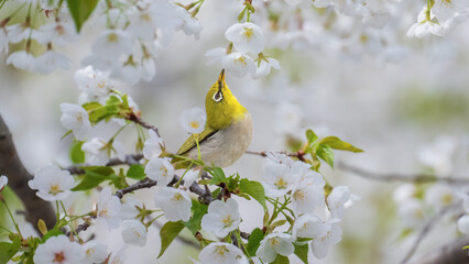 spring flowers in the snow