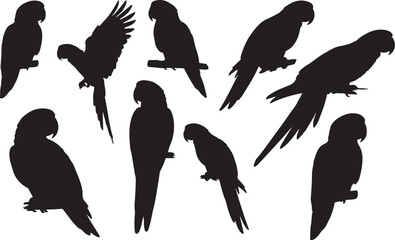 Amazon Parrot Silhouette – Minimal Vector Illustration on White Background