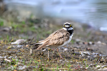 red winged blackbird