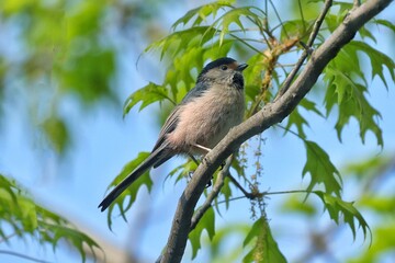 blue winged blackbird