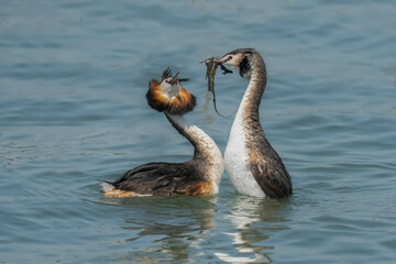 two ducks in the water