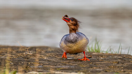 wild duck in the grass