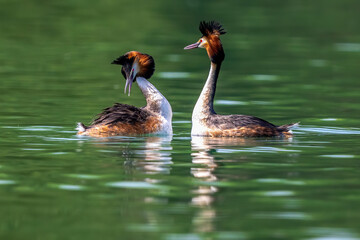 two ducks in the water