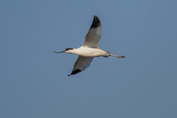 seagull flying in the sky
