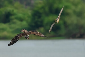 osprey in flight