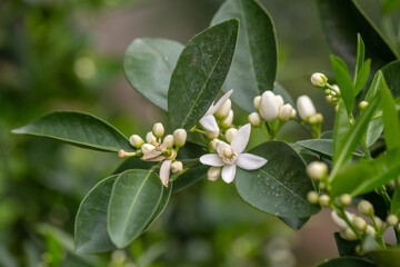 Fragrant white orange blossoms bloom among glossy green leaves, surrounded by tender flower buds. This citrus tree captures the essence of springtime freshness and natural elegance.