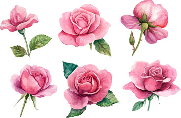 collection of pink roses