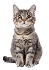 Obraz premium Adorable gray tabby kitten looking directly at viewer