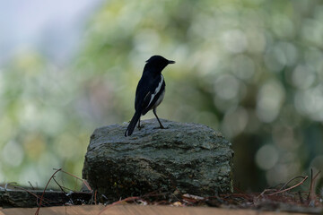Oriental magpie robin on the branch