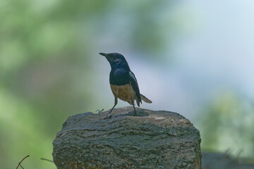 Oriental magpie robin on the branch