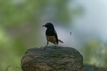 Oriental magpie robin on the branch