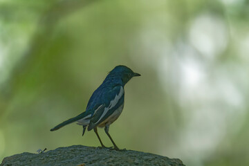 Oriental magpie robin on the branch