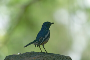 Oriental magpie robin on the branch