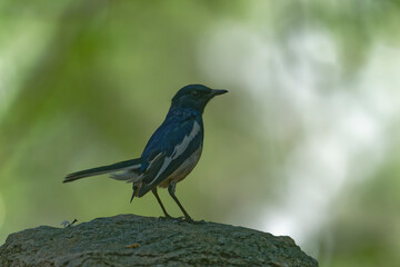Oriental magpie robin on the branch
