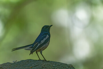 Oriental magpie robin on the branch