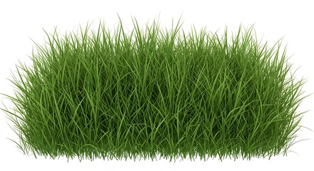 Vibrant green grass clump, isolated on white, detailed blades, natural texture, fresh spring growth.