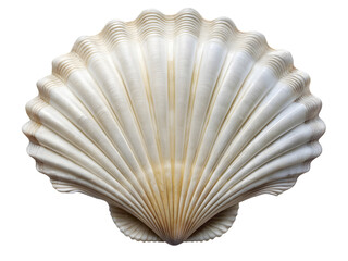White elegant sea jacobean scallop shell isolated on a transparent background