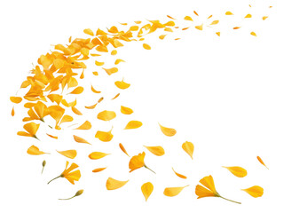 Bright marigold flower petals gracefully swirl in beautiful display, creating vibrant and cheerful atmosphere