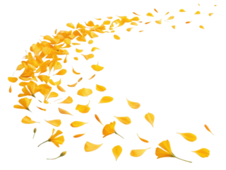 Bright marigold flower petals gracefully swirl in beautiful display, creating vibrant and cheerful atmosphere