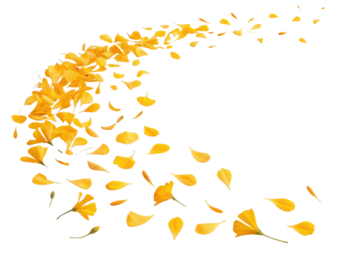 Bright marigold flower petals gracefully swirl in beautiful display, creating vibrant and cheerful atmosphere