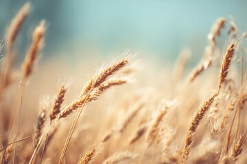 Fototapeta premium healthy wheat field basking in sunlight stalks swaying gently in breeze implements shavuot harvest spirit