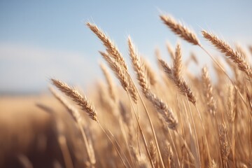Obraz premium healthy wheat field basking in sunlight stalks swaying gently in breeze implements shavuot harvest spirit