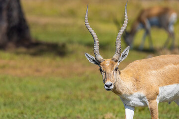 African Antelope with twisted horns