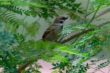 Sparrow on the branch