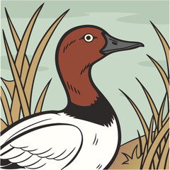 canvasback duck on the grass