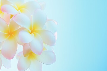 Obraz premium Beautiful Plumeria Flowers with Soft Colors on a Blue Background