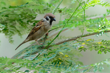 Sparrow on the branch