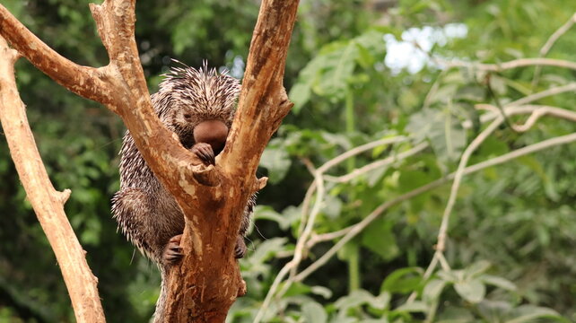 Portrait of a Prehensile-tailed Porcupine in a zoo