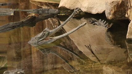 Gharial Portrait in a zoo