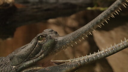 Gharial Portrait in a zoo