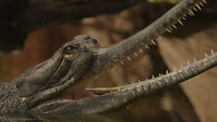 Gharial Portrait in a zoo