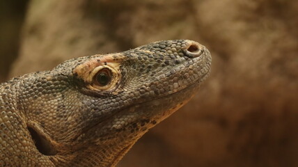 Komodo Dragon portrait in a zoo