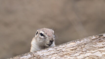 Portrait of a ground squirrel in a zoo