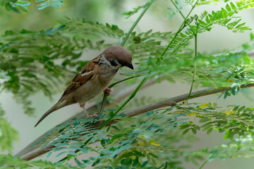 Sparrow on the branch
