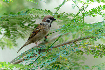 Sparrow on the branch