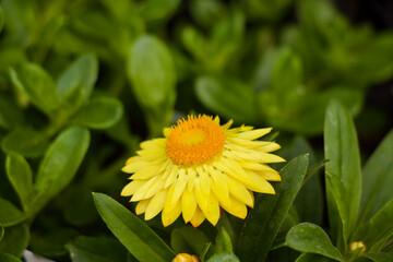 Bright Yellow Strawflower Bloom with Papery Petals in Sunlight