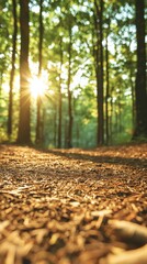 Sunlit forest path with dappled sunlight through towering trees, natural woodsy trail for walking or hiking.