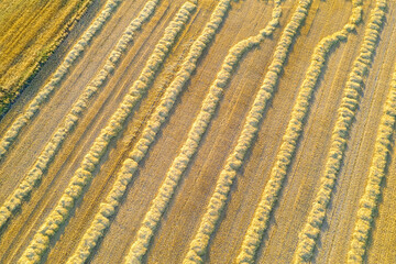 aerial drone view perspective of a golden field after harvest, agriculture concept background texture